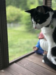 Reunited Female Cat last seen Boyscout Rd., Middle Valley, TN 37343