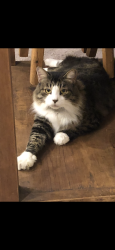 Reunited Male Cat last seen Near Lakr Arlington Lane (Water’s Edge), Houston, TX 77044