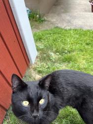 Found/Stray Unknown Cat last seen Center hwy Irwin, Irwin, PA 15642