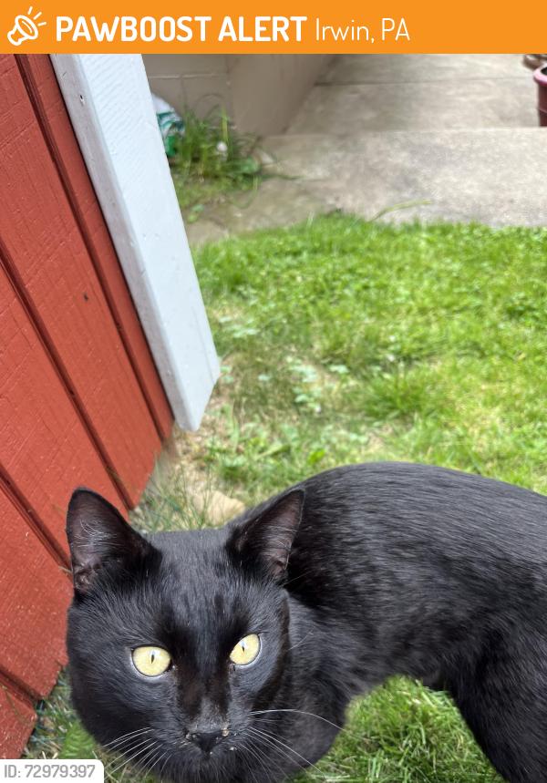 Found/Stray Unknown Cat last seen Center hwy Irwin, Irwin, PA 15642