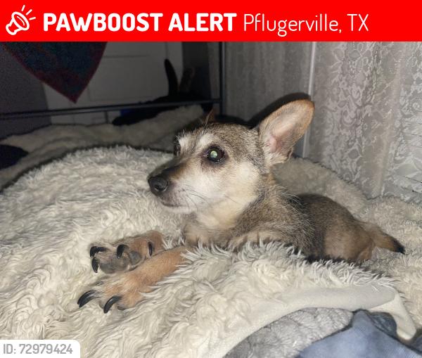 Lost Male Dog last seen near pflugerville library , Pflugerville, TX 78660