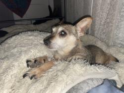 Lost Male Dog last seen near pflugerville library , Pflugerville, TX 78660
