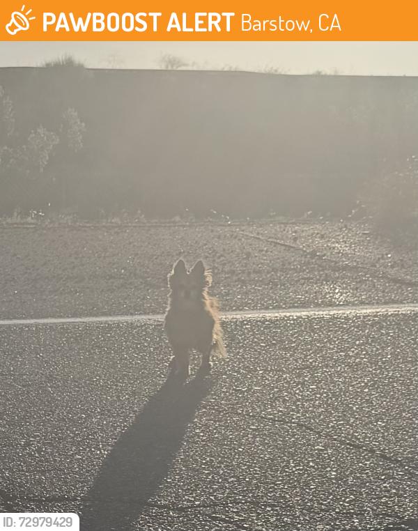 Found/Stray Unknown Dog last seen Near Walmart Barstow California, Barstow, CA 92311