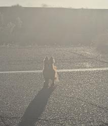 Found/Stray Unknown Dog last seen Near Walmart Barstow California, Barstow, CA 92311