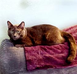 Reunited Male Cat last seen North Bedford St near Harmony liquors, East Bridgewater, MA 02333