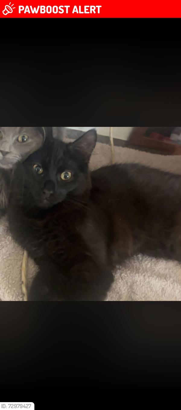 Lost Male Cat last seen The village donegall road, Belfast, Northern Ireland 