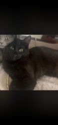 Lost Male Cat last seen The village donegall road, Belfast, Northern Ireland 