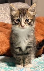 Reunited Male Cat last seen near crosscoach lane hses , Katy, TX 77450
