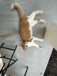 Found/Stray Female Cat last seen Near point church, Easley, SC 29642