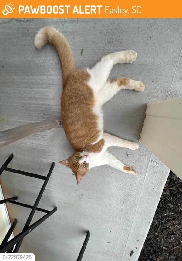 Found/Stray Female Cat last seen Near point church, Easley, SC 29642