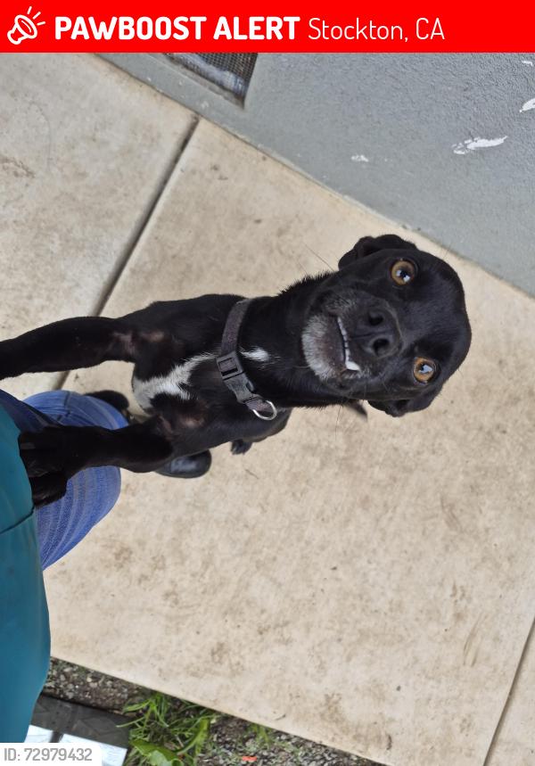 Lost Male Dog last seen Dos hermanos , Stockton, CA 95205
