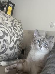 Reunited Male Cat last seen The Paseos, Montclair, CA 91763