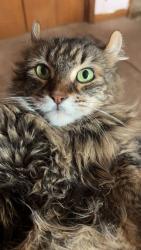 Reunited Female Cat last seen I was at work and I came home and she was not home , Buffalo, NY 14223
