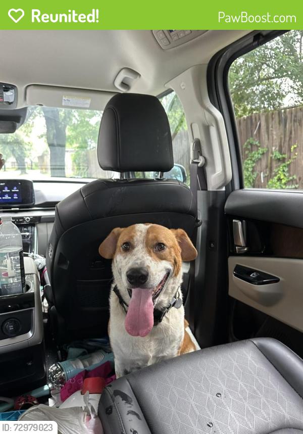 Reunited Male Dog last seen Rainier Rd and Spring Creek Pkwy, Plano, TX 75023