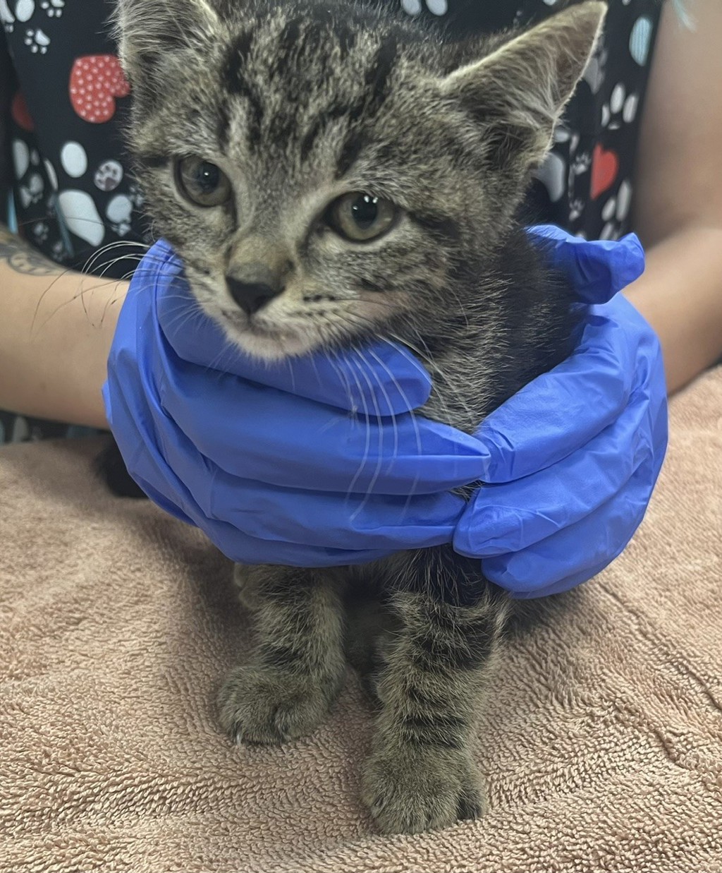 Shelter Stray Male Cat last seen Near Wala, Oceanside, CA, 92058, Escondido, CA 92027, USA