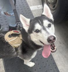 Shelter Stray Male Dog last seen S River Parkway / S Harbor, OR, 1700 W Historic Columbia River Hwy, Troutdale, OR 97060, USA