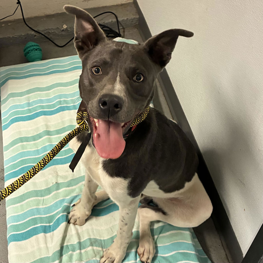 Shelter Stray Male Dog last seen SE 68th and SE Woodstock Blvd, PORTLAND, OR, 97206, 1700 W Historic Columbia River Hwy, Troutdale, OR 97060, USA