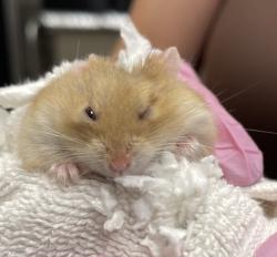 Shelter Stray Male Other last seen Near Town Center Parkway, Santee, CA, 92071, El Cajon, CA 92020, USA