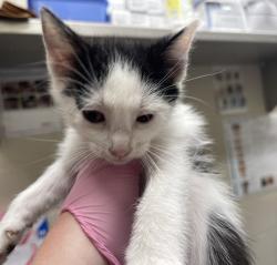 Shelter Stray Female Cat last seen Near Settle Road, Santee, CA, 92071, El Cajon, CA 92020