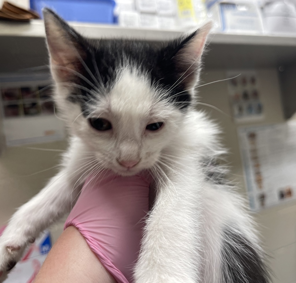 Shelter Stray Female Cat last seen Near Settle Road, Santee, CA, 92071, El Cajon, CA 92020