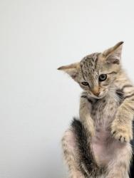 Shelter Stray Male Cat last seen Carmar Way, San Diego, CA, 92139, San Diego, CA 92110