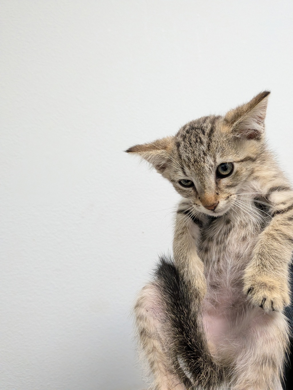 Shelter Stray Male Cat last seen Carmar Way, San Diego, CA, 92139, San Diego, CA 92110