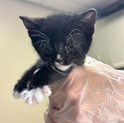 Shelter Stray Male Cat last seen Near Calypso Court, SAN LEANDRO, CA, 94578, 8323 Baldwin St, Oakland, CA 94621, USA