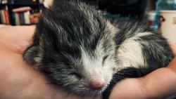 Shelter Stray Male Cat last seen Near Dichter Street, El Cajon, CA, 92019, El Cajon, CA 92020
