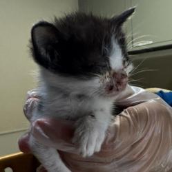 Shelter Stray Female Cat last seen Near Calypso Court, SAN LEANDRO, CA, 94578, 8323 Baldwin St, Oakland, CA 94621, USA