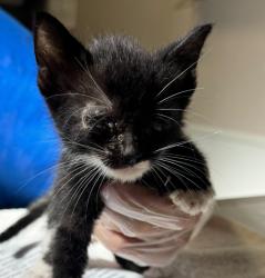 Shelter Stray Female Cat last seen Near Calypso Court, SAN LEANDRO, CA, 94578, 8323 Baldwin St, Oakland, CA 94621, USA