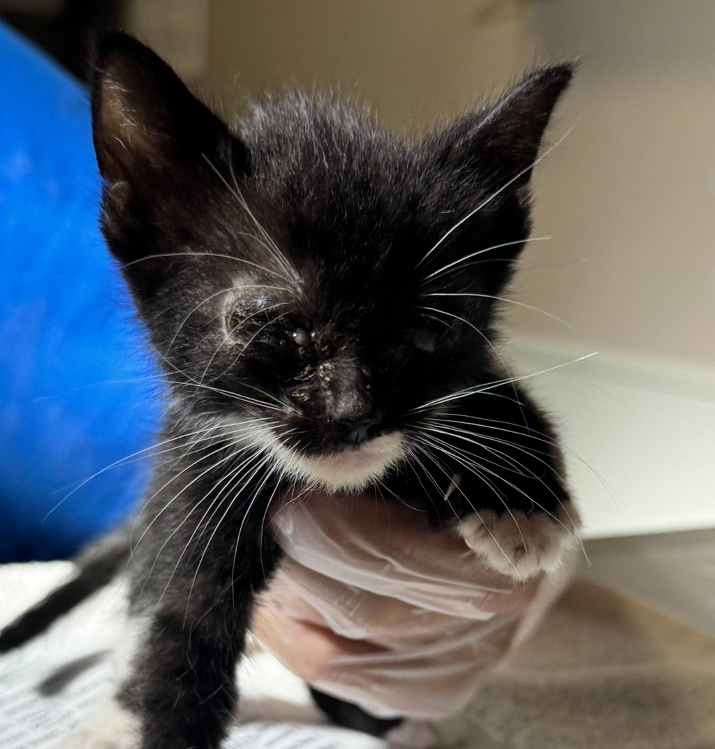 Shelter Stray Female Cat last seen Near Calypso Court, SAN LEANDRO, CA, 94578, 8323 Baldwin St, Oakland, CA 94621, USA