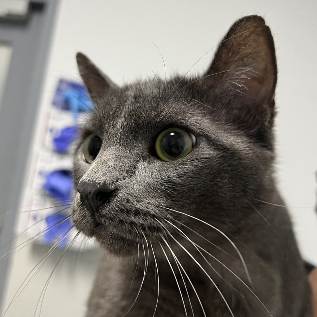 Shelter Stray Male Cat last seen Near Mt Alifan Place, San Diego, CA, 92111, San Diego, CA 92110