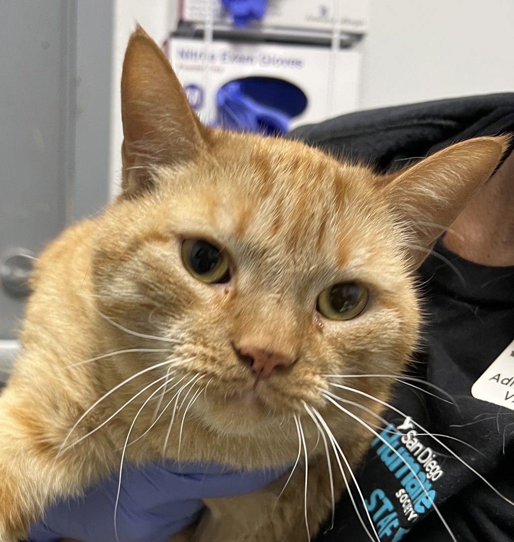 Shelter Stray Male Cat last seen Near Mount Alifan Place, San Diego, CA, 92111, San Diego, CA 92110