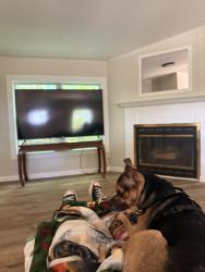 Reunited Male Dog last seen Woodlawn st se, Cleveland, TN 37323