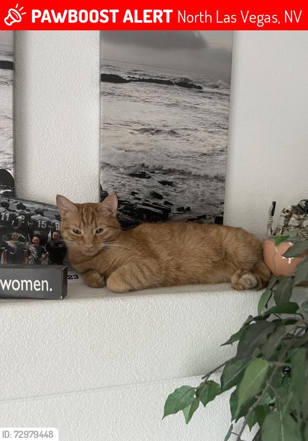Lost Female Cat last seen Clayton & Tropical , North Las Vegas, NV 89031