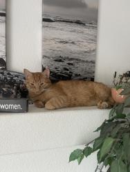 Lost Female Cat last seen Clayton & Tropical , North Las Vegas, NV 89031