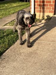 Found/Stray Male Dog last seen Colerain and Fox, Cincinnati, OH 45239