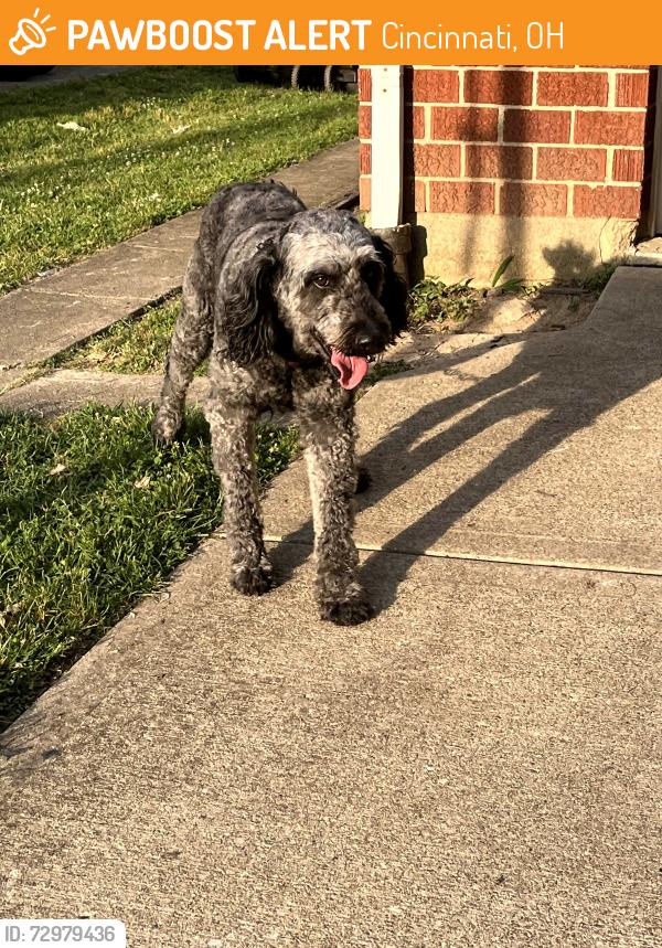 Found/Stray Male Dog last seen Colerain and Fox, Cincinnati, OH 45239