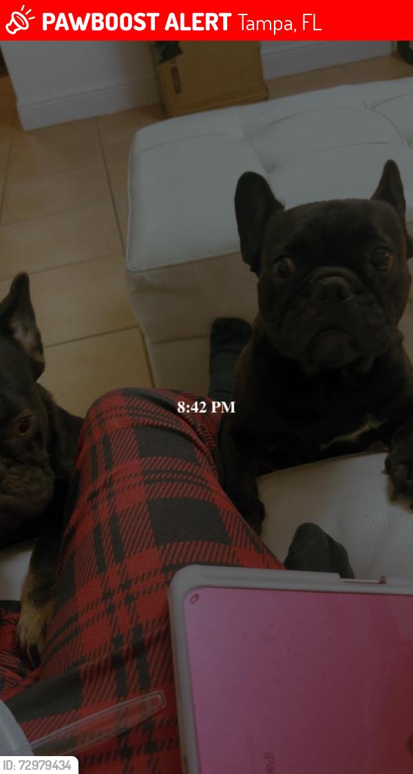 Lost Female Dog last seen Near N ola ave Tampa fL 33605, Tampa, FL 33604