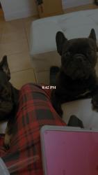Lost Female Dog last seen Near N ola ave Tampa fL 33605, Tampa, FL 33604