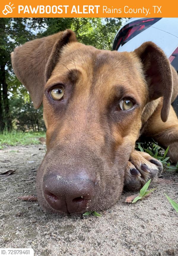 Found/Stray Female Dog last seen Fm 2324 Emory, tx , Rains County, TX 75472