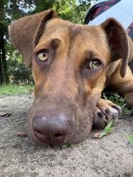 Found/Stray Female Dog last seen Fm 2324 Emory, tx , Rains County, TX 75472