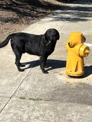Found/Stray Male Dog last seen orchard ave, Hayward, CA 94544
