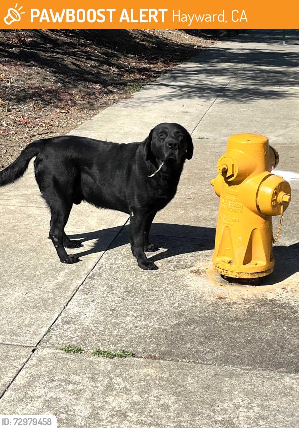 Found/Stray Male Dog last seen orchard ave, Hayward, CA 94544
