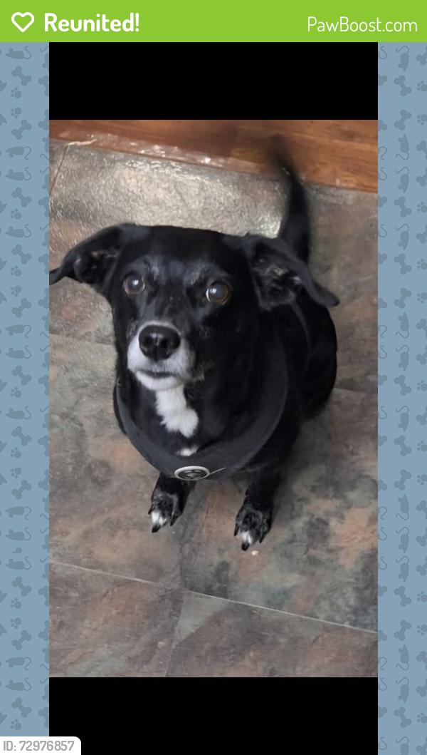Reunited Female Dog last seen Sr 16 and dairy road, St. Augustine, FL 32084