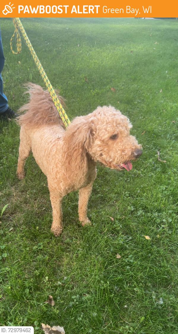 Found/Stray Male Dog last seen East mason st by alpine dr , Green Bay, WI 54311