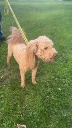 Found/Stray Male Dog last seen East mason st by alpine dr, Green Bay, WI 54311