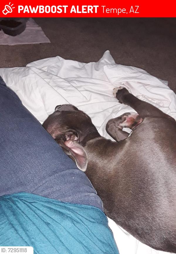 Lost Male Dog last seen Maricopa County Animal Control , Tempe, AZ 85281