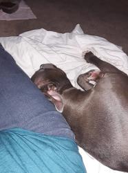 Lost Male Dog last seen Maricopa County Animal Control , Tempe, AZ 85281