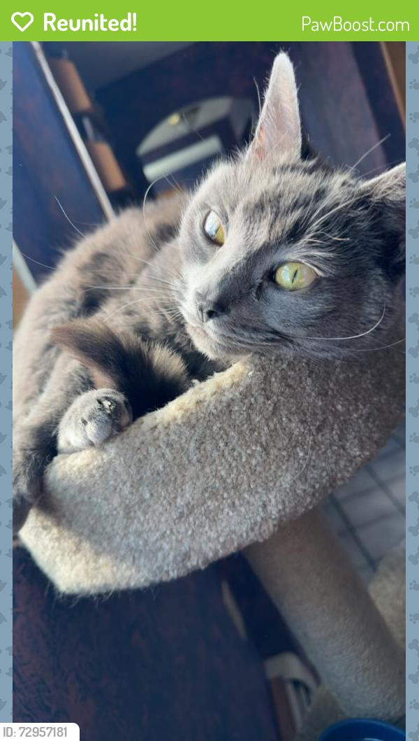 Reunited Male Cat last seen C, Marlborough, MA 01752